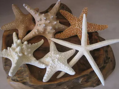 Mixed 6 PC Starfish Collection - White Starfish - Knobby - Sugar - Jungle - • $25