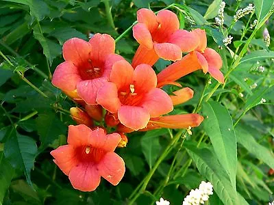 70 HUMMINGBIRD TRUMPET CREEPER VINE Campsis Radicans Flower Seeds • $2.99