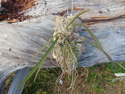 Epi. Magnoliae X Encyclia Fehlingii Bloom Size Mounted Cork Bark PRIMARY HYBRID • $50