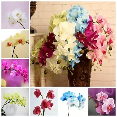 100 Pcs Colorful Phalaenopsis Seeds Bonsai Flower Orchid Seeds • $8.35