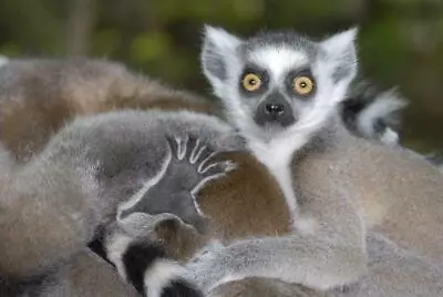 LEMUR GLOSSY POSTER PICTURE PHOTO PRINT Madagascar Primates Eyes Monkey 4816 • $14.99