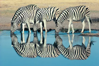 Burchells Zebra Drinking At Waterhole Namibia Photo Art Print Poster 18x12 • $10.98