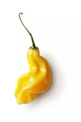 20 Habanero Madame Jeanette Chilli Seeds Seeds 100% Guaranteed • $2.10