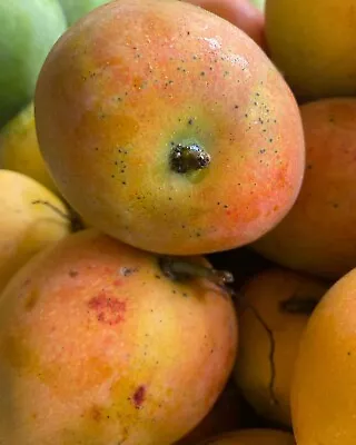 5++ Gedong Gincu Mango Seeds (Mangifera Indica) • $700