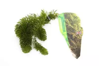 Ceratophyllum (Hornwort) - 1 - 50 Bunches / Oxygenating Pond Water Plants - W... • £65