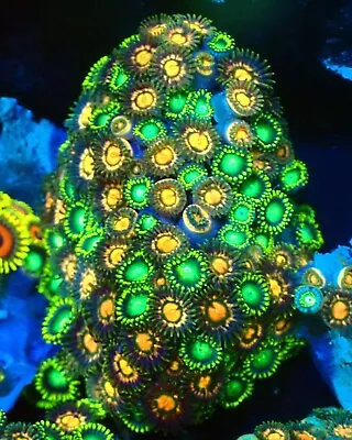 WYSIWYG Zoas Frag Marine Coral Soft Corals Reef • £18