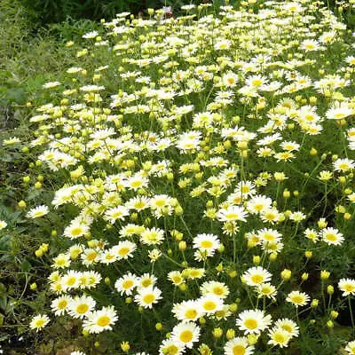 Anthemis Tinctoria 'Lemon Ice'  - Comm. Dyer's Chamomile • £14