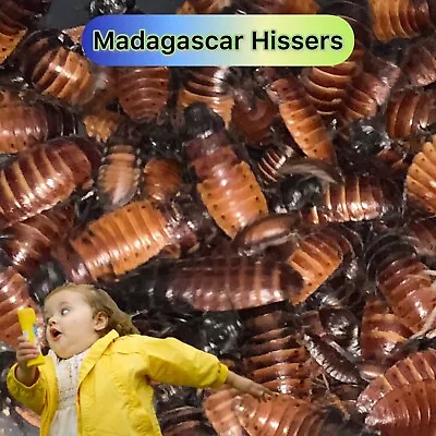 Madagascar Hissing Cockroach Starter Colony - 50+ Adults Juveniles Nymphs • $37.99