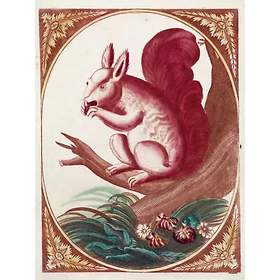 18th Century Squirrel Tree Branch Animal Engraving Wall Art Canvas Print 18X24  • £18.99