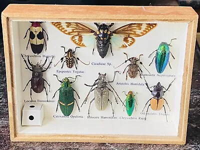 Beetle Bug Insect Taxidermy Collection Butterfly Moth Display Box Framed Beetles • $30