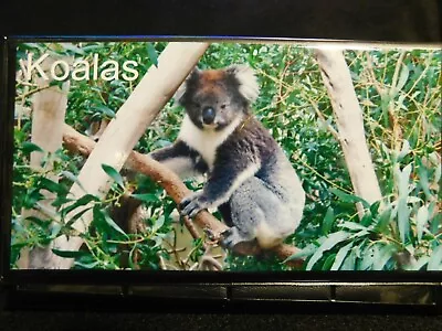 Elongated Pressed Penny Souvenir Album Book .. Koalas • $6.50