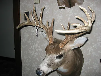 17 Elk Deer & Mule Deer Mount S Antler Log Home Cabin Whitetail All Fresh Mounts • $31449