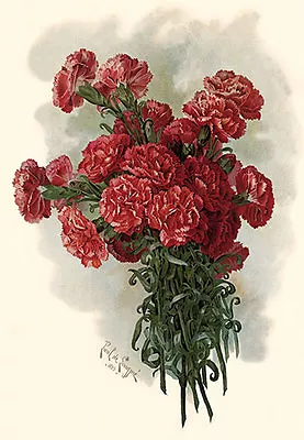 Lawson Pink Carnations By Paul De Longpre (Art Print Of Vintage Art) (Floral) • $16.99