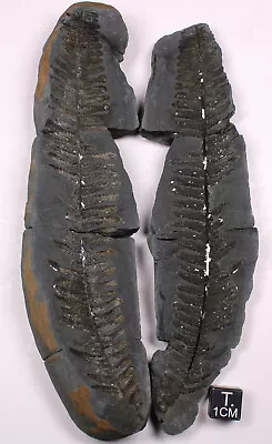 Big Mazon Creek Crenulopteris Acadica Fern Fossil - Illinois Carboniferous Plant • $18