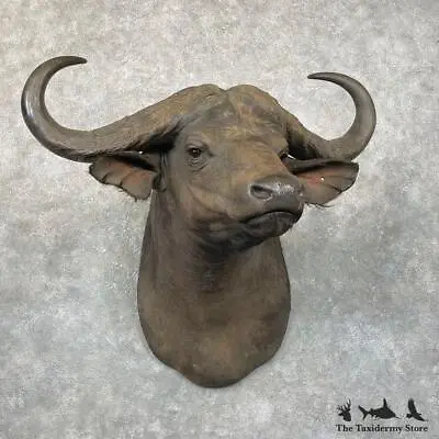 #24286 P | African Cape Buffalo Taxidermy Shoulder Mount For Sale • $3995