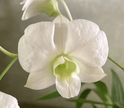 $25 • Buy Orchid Plant 0720. Dendrobium Bigibbum Var Bigibbum Alba Near Blooming Size In 7