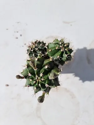 Gymnocalycium Crested Parents Mix X 3 Rare Cactus Succulent #6 • $34.99