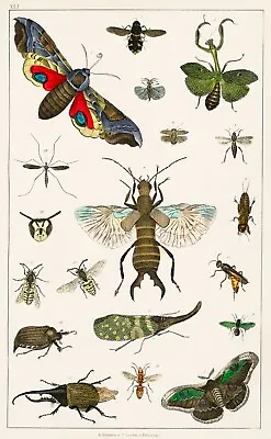 12971.Room Decor Poster.Home Wall Art.1774 Vintage Animal Illustration.Moth Wasp • $49