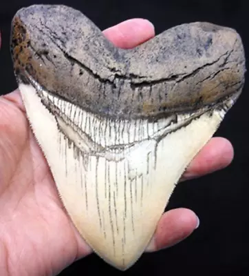 5.5 Inch Megalodon (Carcharodon Megalodon) Tooth Ivory Color With Serrations(Re • $18.69