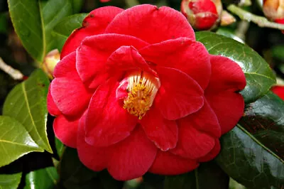 Camellia Adolphe Audusson Plant 9cm Pot Hardy Shrub Red Flowers Evergreen • £9.99