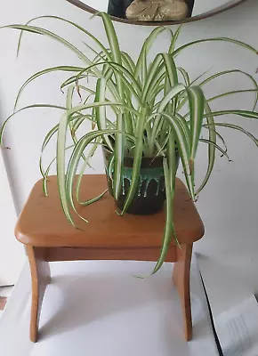 Vintage Wood  Stool  ~ Milking Stool - Plant Stand • £39.99