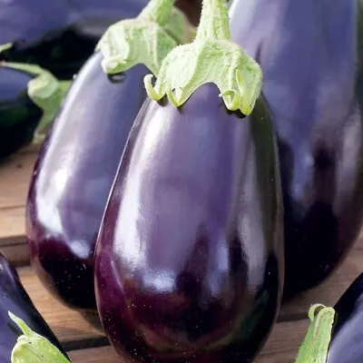 AUBERGINE Black Beauty X 150 Vegetable Seeds Pictorial Pack - NEXT DAY DISPATCH • £1.99