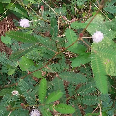 Dried Mimosa Pudica Nidikumba Plant Sensitive Natural Herbal Healthy 100g. • $19.99