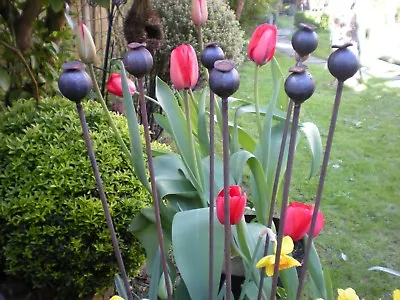 6 Plant Stakes Mixed 1 Metre High Poppy Seed Plant SupportDecorativeGarden • £38