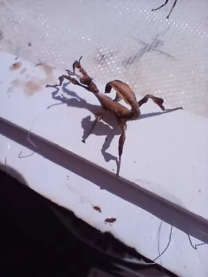 £7 • Buy Pair Of Macleays Spectre Spiny Stick Insect Nymphs L2-L3