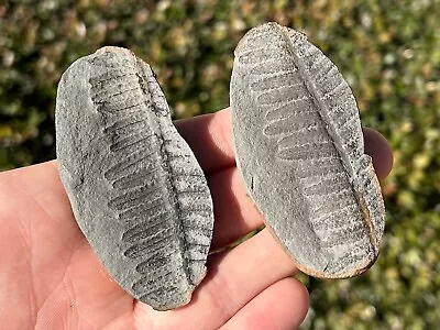 Mazon Creek Fossil Fern Pair 2.8” Illinois Plant Leaves Pennsylvanian Age • $14.99