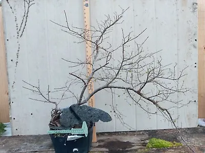 Chinese Elm  Upright Pre-bonsai Ror • $475