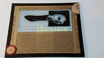 Glass Magic Lantern Slide BLT BILL OF SHOVELLER DUCK • $8.24