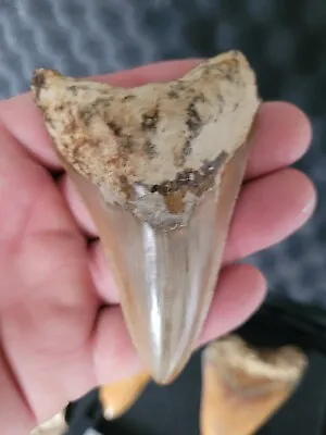 Megalodon Shark Tooth Fossil • £50