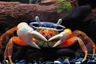 Rainbow Crab Cardisoma Armatum • £20