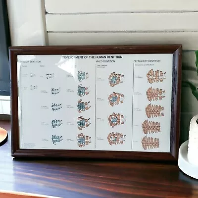 Vintage 1982 Dental Dentition Development Chart Framed USA Medical Dentist  • $60