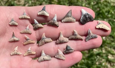 Peru Fossil Sharks Teeth LOT Of 20 Pliocene Megalodon Era • $39.99