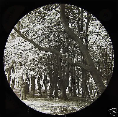 £15 • Buy VICTORIAN Glass Magic Lantern Slide EPPING NO19 C1890 EPPING FOREST ESSEX PHOTO