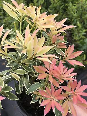 PIERIS  FLAMING SILVER 2 Litre Pot • £14