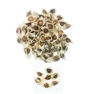 £9.44 • Buy Dried Moringa Oleifera Herbal Seeds Dietary Supplement 200 Pure Natural Organic 