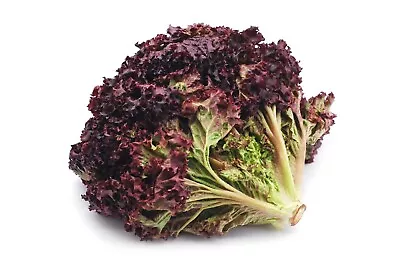 LETTUCE Ruby Red 450 Seeds HEIRLOOM Salad Vegetable Garden ALL SEASON  • $3.80