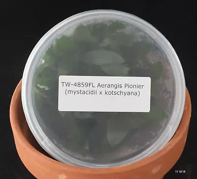 £76.91 • Buy FLASK Aerangis Pionier (mystacidii X Kotschyana)