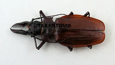 Macrodontia Crenata MALE 63mm RARE Beetle REAL Insect MC21212 • $175
