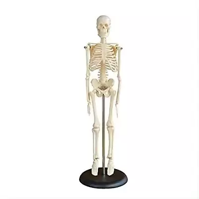 Skeleton Articulated 42cm Medical & Lab Equipment • £139.82