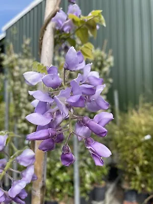 £34.99 • Buy Wisteria Sinensis 10L 150+cm Climbing Plant
