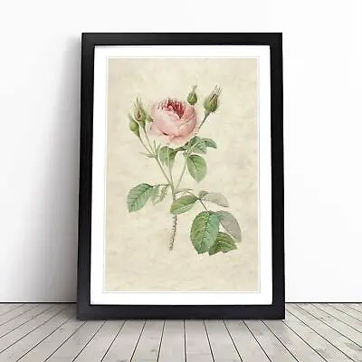 £12.95 • Buy A Pink Rose Flowers Vintage Pierre-Joseph Redoute Framed Wall Art Print Canvas