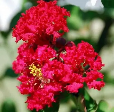 (10) CRAPE/CREPE MYRTLE SEEDS Rare Exotic Flower Garden Tree USA SELLER W/TRACK • $6.25