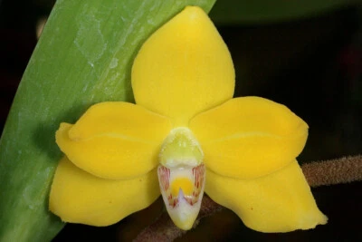 $25 • Buy FPOrchids Species Dimorphorchis Rossii X Self - Tubestock