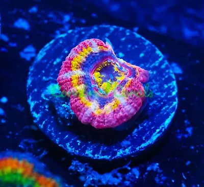 Cornbred's Twisted Fire Starter Acan - WYSIWYG - Frag - LIVE CORAL • $199.99