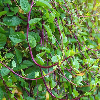 Red Stem Malabar Spinach Seeds | Basella Alba Rubra Ceylon Green Vegetable 2024 • $3.95