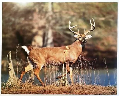 Buck Poster Deer Art Walking By Lake Print Vintage Wall Wonderland PH418 NOS VTG • $11.99